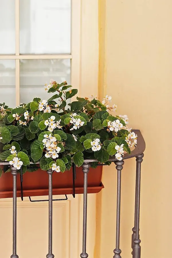 Sanchez Pastor Freshapartments Málaga Daire